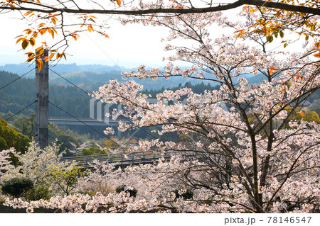 丸岡公園の桜 78146547