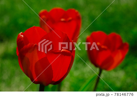Colourful tulip with blurred background Colourful tulip with blurred background 78146776