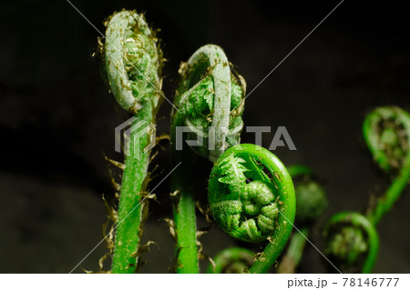 Bracken in the forest with abstract blur. Bracken in the forest with abstract blur. 78146777