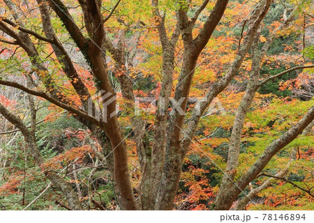 モミジの紅葉 1本の木で緑、黄、赤の彩色 雄飛滝付近 モミジの紅葉 1本の木で緑、黄、赤の彩色 雄飛滝付近 78146894