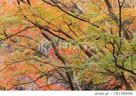 モミジの紅葉 1本の木で緑、黄、赤の彩色 雄飛滝付近 モミジの紅葉 1本の木で緑、黄、赤の彩色 雄飛滝付近 78146896