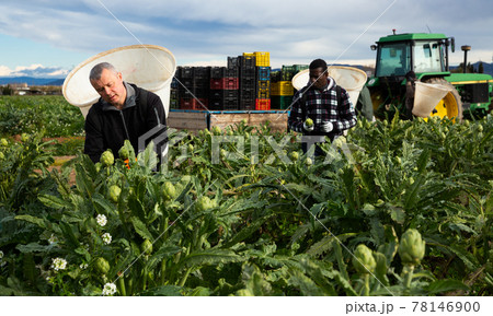 Farmers hand harvesting ripe artichokes Farmers hand harvesting ripe artichokes 78146900