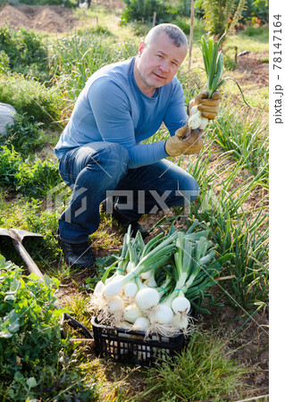 Man gardener picking harvest of onion to crate in sunny garden Man gardener picking harvest of onion to crate in sunny garden 78147164