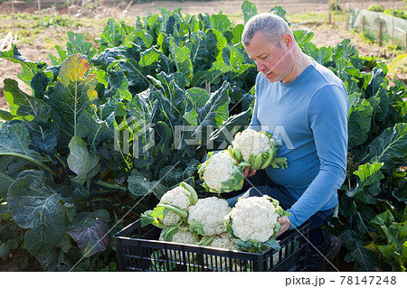 Mature male professional horticulturist sitting with harvest of cauliflower Mature male professional horticulturist sitting with harvest of cauliflower 78147248