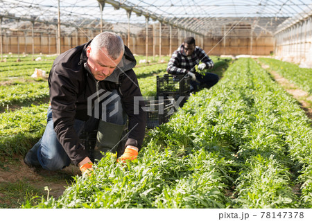 Man gardener in gloves picking harvest of arugula in greenhouse Man gardener in gloves picking harvest of arugula in greenhouse 78147378