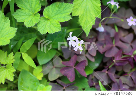 オキザリスの花 オキザリスの花 78147630