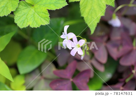 オキザリスの花の写真素材