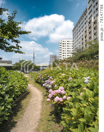 ふれあい橋の紫陽花の咲く小径 ふれあい橋の紫陽花の咲く小径 78147788