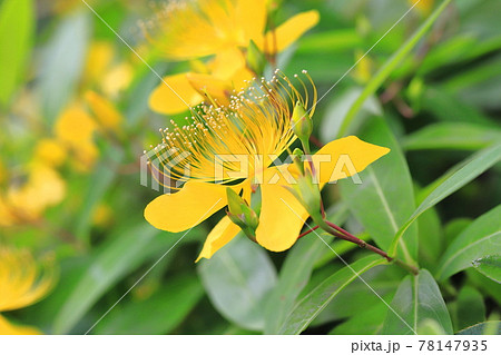 満開の美容柳（ビヨウヤナギ） 78147935