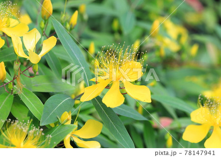 満開の美容柳(ビヨウヤナギ) 満開の美容柳(ビヨウヤナギ) 78147941