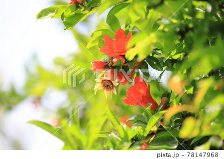 ざくろの花とつぼみと膨らみ始めた実 ざくろの花とつぼみと膨らみ始めた実 78147968