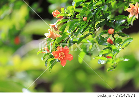 ざくろの花とつぼみと膨らみ始めた実の写真素材