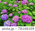 紫陽花 78148109