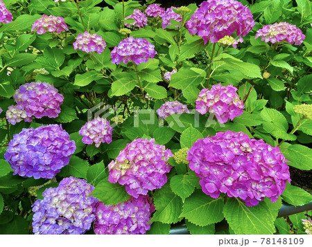 紫陽花 紫陽花 78148109
