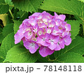 紫陽花 78148118