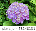 紫陽花 78148131