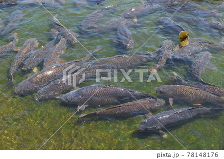 池で泳ぐ鯉 78148176