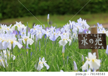 馬見丘陵公園 春 満開の花菖蒲園 馬見丘陵公園 春 満開の花菖蒲園 78148583