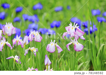 馬見丘陵公園　春 満開の花菖蒲園 78148592