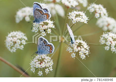 ドクゼリの吸蜜をするヒメシジミ（北海道・鶴居村） 78148946