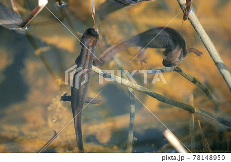 キタサンショウウオのつがい（北海道・釧路町） 78148950