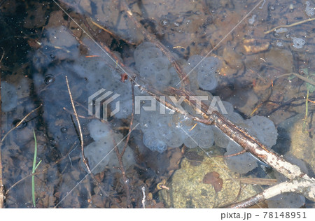 エゾサンショウウオの卵塊（北海道・鹿追町） 78148951