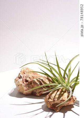 ボタニカルな背景 78148952