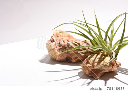 ボタニカルな背景 78148953