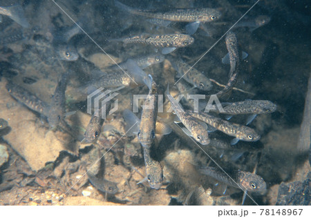 ミヤベイワナの稚魚（北海道・然別湖） 78148967