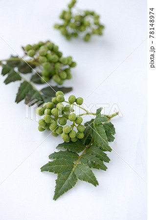 山椒の実と葉 78148974