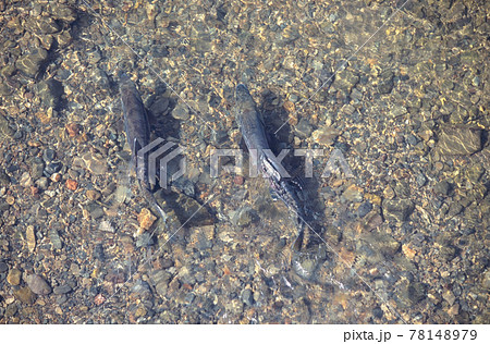 溯上するサケ（北海道・知床） 78148979