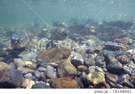 川底に群れるサケ（北海道・知床） 78148981