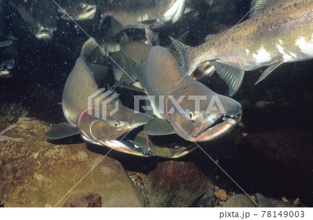 溯上するカラフトマスの群（北海道・知床） 78149003