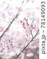 ヒカンサクラ 78149093