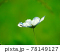 白いコスモスでクモが休憩 78149127
