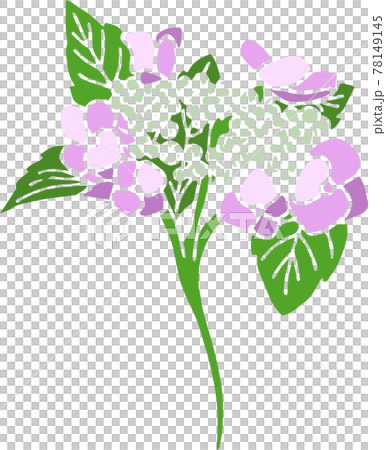 あじさいのベクターイラスト あじさいのベクターイラスト 78149145