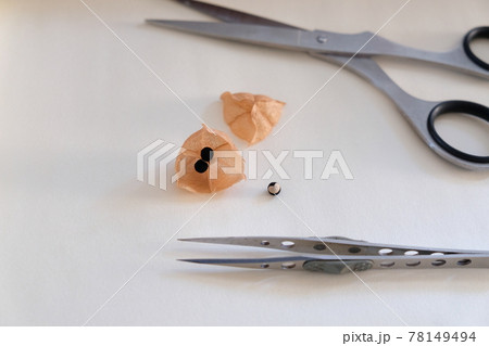 小さな風船がかわいいフウセンカズラ種 小さな風船がかわいいフウセンカズラ種 78149494