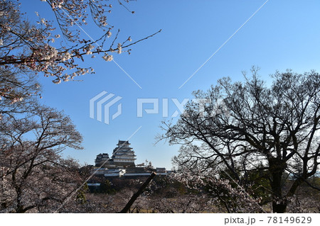 日本の兵庫県の姫路市 世界遺産で国宝でもある姫路城 春の桜と青空と立派な天守閣 日本の兵庫県の姫路市 世界遺産で国宝でもある姫路城 春の桜と青空と立派な天守閣 78149629