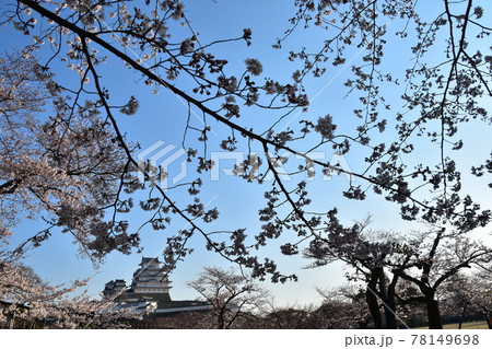 日本の兵庫県の姫路市 世界遺産で国宝でもある姫路城 春の桜と青空と立派な天守閣 日本の兵庫県の姫路市 世界遺産で国宝でもある姫路城 春の桜と青空と立派な天守閣 78149698