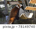 レッサーパンダ レッサーパンダ 78149740