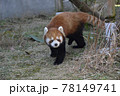 レッサーパンダ レッサーパンダ 78149741