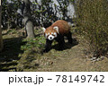 レッサーパンダ レッサーパンダ 78149742