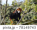 レッサーパンダ レッサーパンダ 78149743