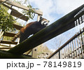 レッサーパンダ レッサーパンダ 78149819