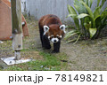 レッサーパンダ レッサーパンダ 78149821