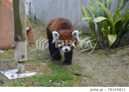 レッサーパンダ 78149821