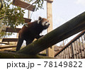 レッサーパンダ レッサーパンダ 78149822