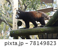 レッサーパンダ レッサーパンダ 78149823