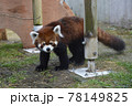 レッサーパンダ レッサーパンダ 78149825