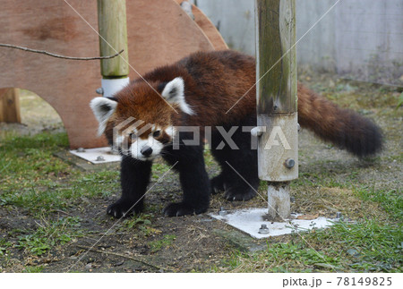 レッサーパンダ レッサーパンダ 78149825